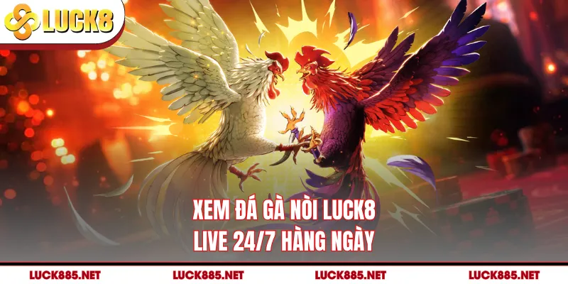 Xem đá gà nòi LUCK8 live 24/7 hàng ngày